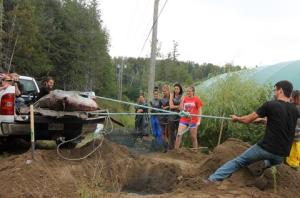 Ocean sunfish being put into a sand hole behind HMSC facilities. Photo taken by Alex MacKinnon 20/08/13 