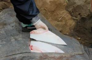 Skin thickness of ocean sunfish. Photo taken by Alex Mackinnon 20/08/13