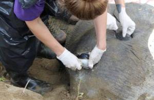 Eye being extracted from ocean sunfish by Katheryn Kastner. Photo taken by Alex MacKinnon 20/08/13