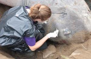 Katheryn Kastner removing parasites from the skin of an ocean sunfish. Photo taken by Melanie Badea 20/08/13 