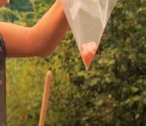 Collection of ocean sunfish testis sample. Photo taken by Yifu Wang 20/08/13